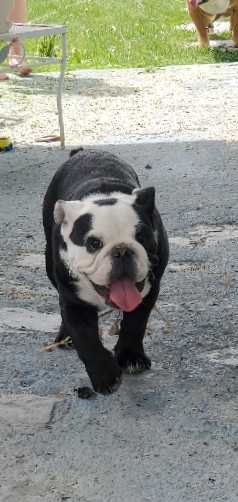 Olde English Bulldogge – English Bulldog female
