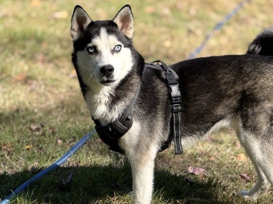 Image of Siberian Husky