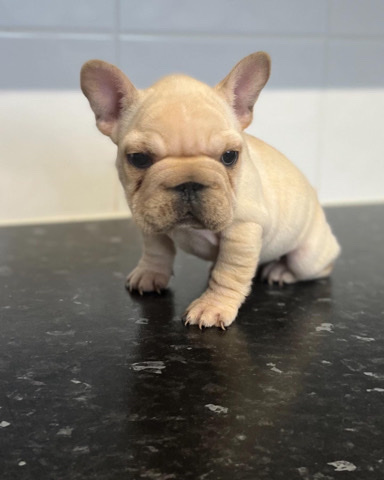 French Bulldog – big rope platinum female French bulldog