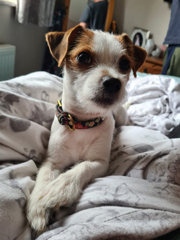 Parson Russell Terrier – 1 year old Parsons Russell Terrier