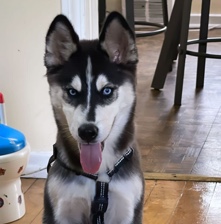 wolf – Siberian husky