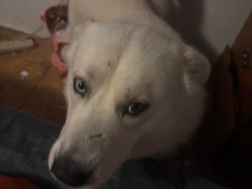 Siberian Husky – buck – Danville