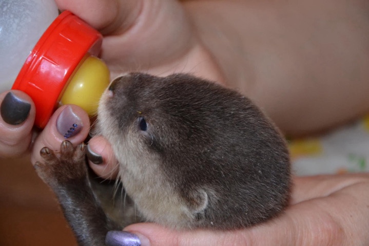 otter – Asian short clawed otter pair
