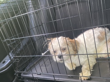 Shih Tzu – small house dog – Charlotte