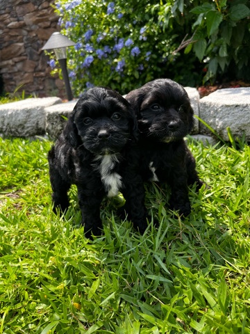 Poodle – poodle mixed cockapoo puppies – Ocoee
