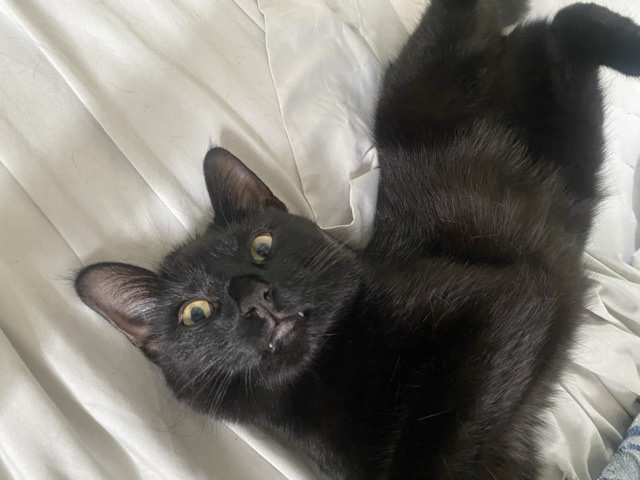 Bombay – pinky’s forever home – Clinton Township