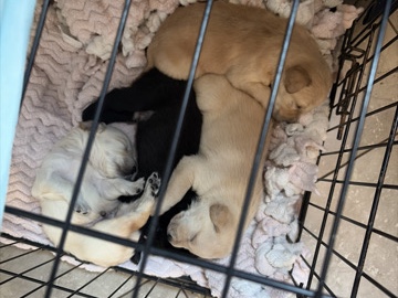 Golden Retriever – golden retrievers puppies – Tolleson