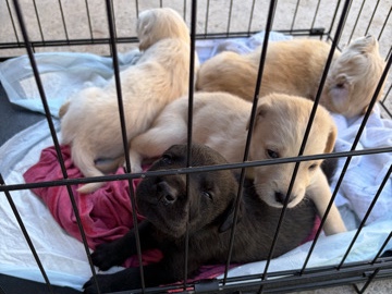 Golden Retriever – golden retrievers puppies – Tolleson