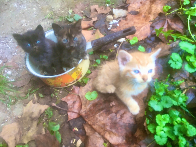Free Kittens