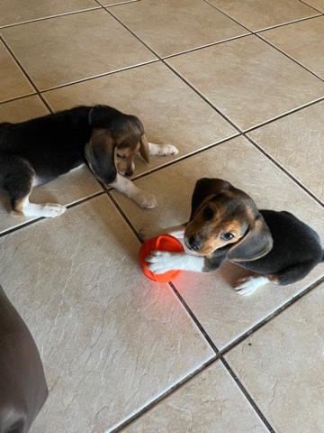 Beagle – Beagle puppies