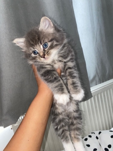 kitten
