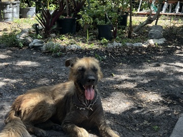 German Shepherd – German shepherd chow mix – Wellington