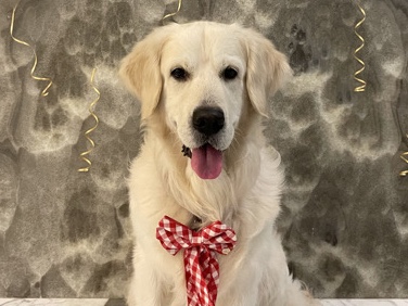 Golden Retriever – Simba — Loving Golden Retriever Looking for Forever Home – Bengaluru
