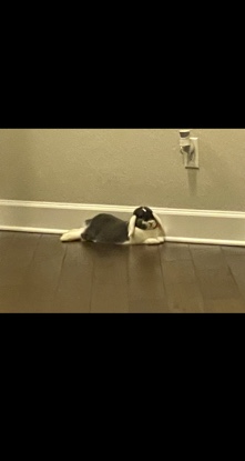 Hi all! i’m rehoming my pet bunny