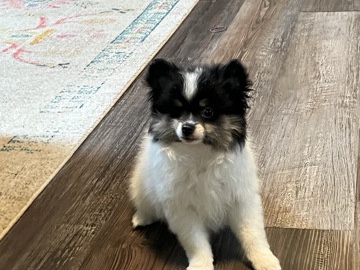 Pomeranian – female Pom – Louisville