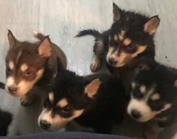 Siberian Husky – husky pups