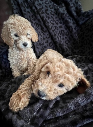 Petite-Mini Goldendoodles