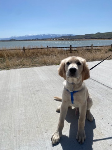 Golden Retriever – Golden Retriever (English Cream)