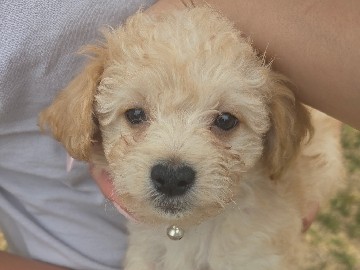 Maltipoo – Malchipoo Puppies – Cerritos