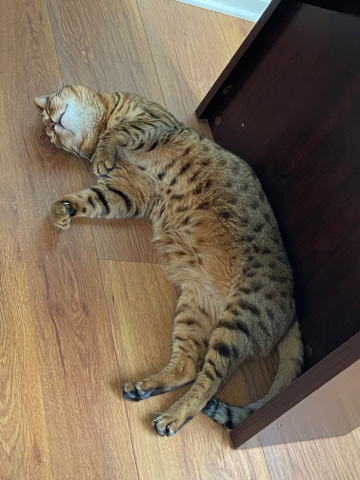 Bengal – bengal cat for rehome