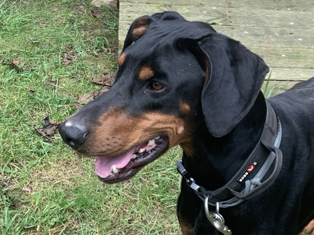 Doberman Pinscher – dog for sale he needs rehome he comes with a purple Martingale and a black collar with handle and comes with a long purple leash he comes with a black or pink cage if you pay an extra $50 in cash – Hillsdale