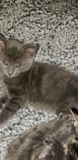 Korat – Do you want some Kittens?
