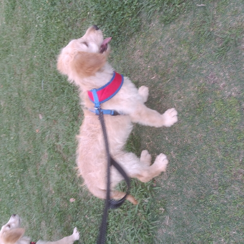 Puppy goldendoodles F1