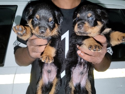 Rottweiler – Rottweiler imported breed