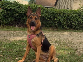 German Shepherd โ ๐พ German Shepherd Female Looking for a New Home ๐พ โ Butler