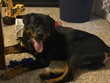 Rottweiler 
