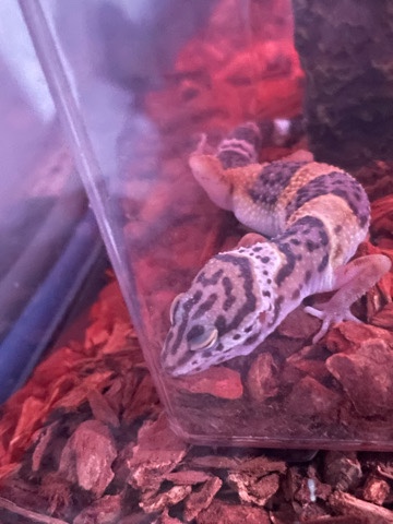 gecko