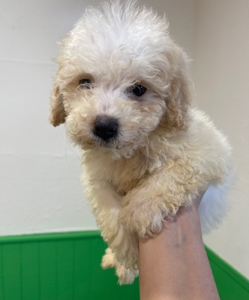 Poodle – Maltipoo boy