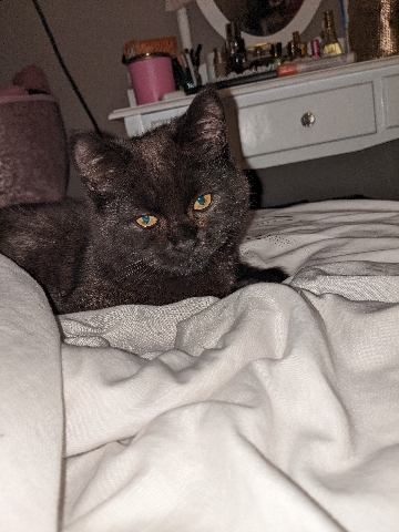 British Shorthair – Chocolate British Shorthair kitten