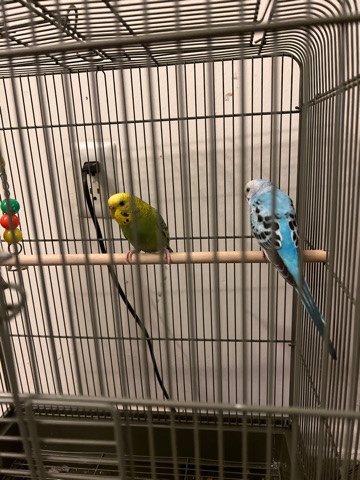 Indian Ringneck Parakeet – beautiful parakeets
