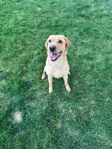 Labrador Retriever – Beautiful lab