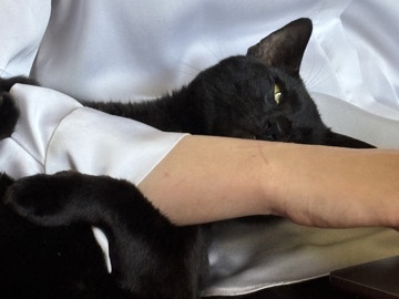 Bombay – 2 year old Cosmo – Nashville