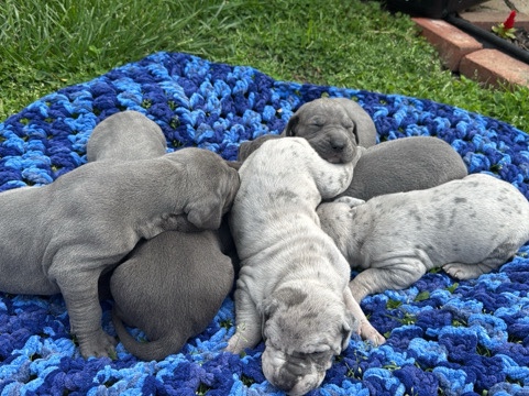 Great Dane babies