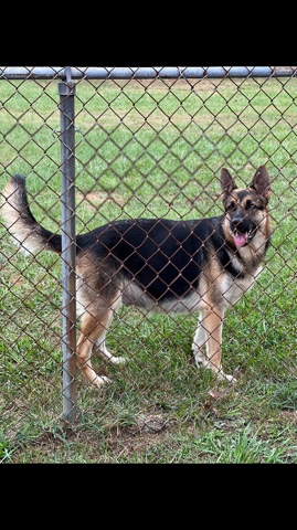 German Shepherd – German Shepard puppies coming SOON!!