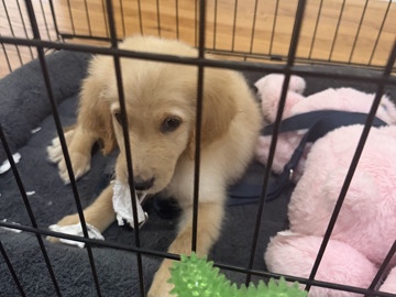 Goldendoodle – golden – Newark