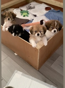 Cavalier King Charles Spaniel – Cavapom/Pomalier REDUCED