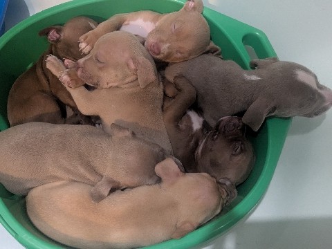 Staffy Puppies