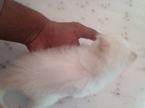 Persian (Modern) - punching face persian cat baby full white colour  available for adoption in Patna