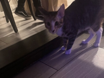 American Shorthair – domestic Cats – Whittier