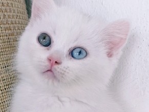 British Shorthair – iki gözü farklı british – Keçiören