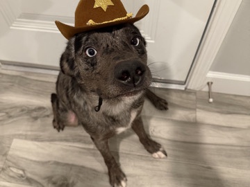 Australian Shepherd – Australian Shepherd Available for Rehoming – 1 Year Old – Colorado Springs