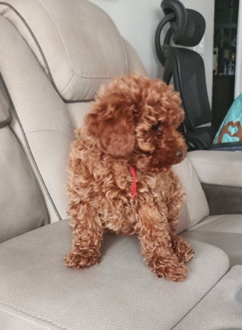 Poodle – poodle