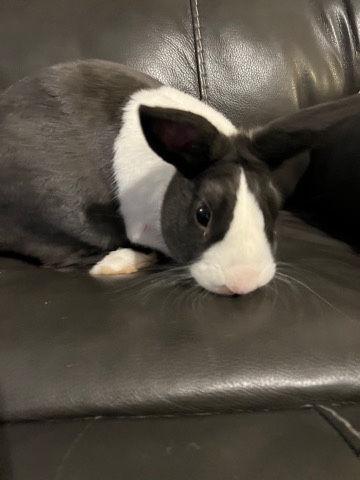 Dutch – Dutch Rabbit for sell