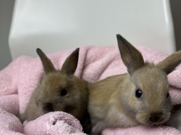 Dutch – two rabbits