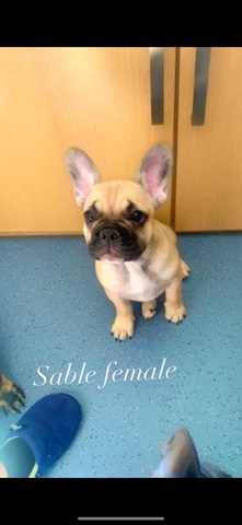 French Bulldog – French bulldog puppies *KC registered*