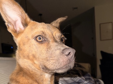 Labrador Retriever – Precious Pup in need of a Home – Hinesville